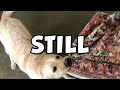 End of video