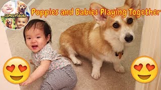 Adorable Babies Laughing and Playing With Dogs - Puppies and Babies Playing Together Compilation