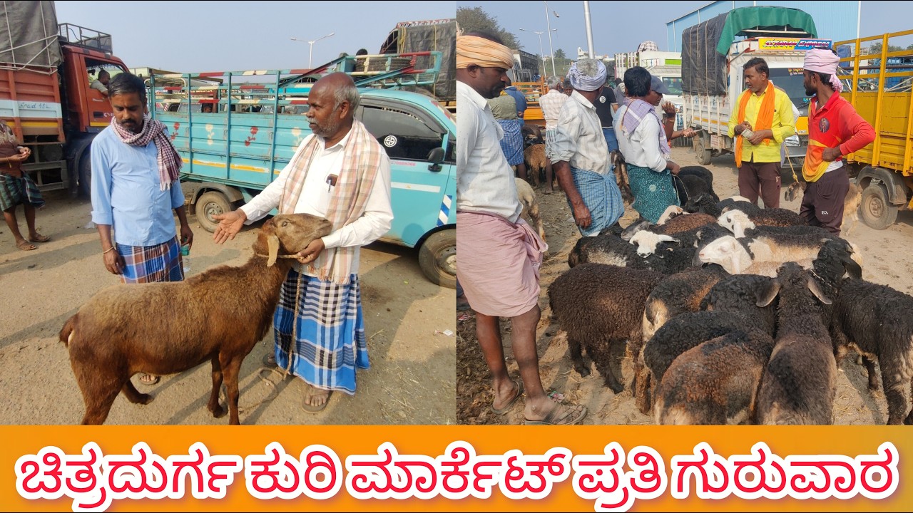 ಚಿತ್ರದುರ್ಗ ಕುರಿ ಮಾರ್ಕೆಟ್ ಪ್ರತಿ ಗುರುವಾರ 26/2/2026Chitradurga Sheep Market Every Thursday