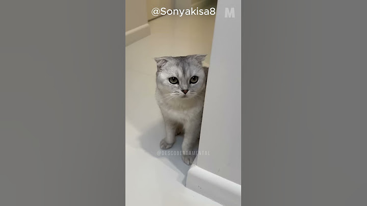 THIS CAT THOUGHT HE HAD BEEN ABANDONED @Sonyakisa8 #cat #cats #funny #gatos #matheus