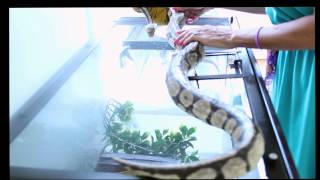 How to Inject your Snakes with Antibiotics
