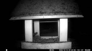 Die Ersten Besucher Am Frühen Morgen