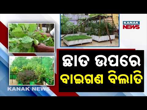 ରାଜଧାନୀରେ ବଢ଼ିଚାଲିଛି କଂକ୍ରିଟ୍‌ ଜଙ୍ଗଲ | Green Revolution In BBSR: Rooftop Gardens Bring Vegetables