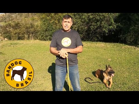Vídeo: Como Treinar um Cão para Tomar Deleites Delicadamente