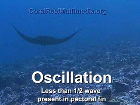 Undulation vs. Oscillation