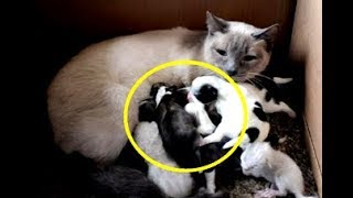 Собака бросила своих щенят, но тут появилась кошка и сделала то, что потрясло всех Собака бросила своих щенят, но тут появилась кошка и сделала то, что потрясло всех