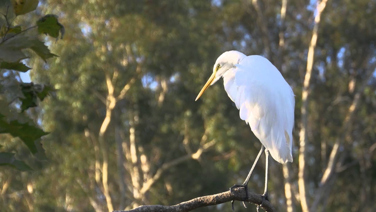 Great Egret in Hercules Park, CA. GH4 C4K