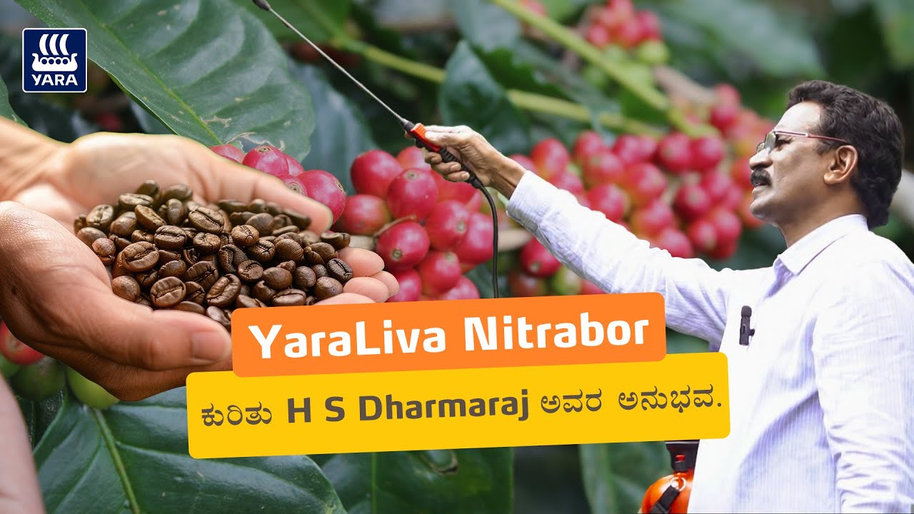 Coffee ಬೆಳೆಯಲ್ಲಿ YaraLiva Nitrabor ಗೊಬ್ಬರದ ಬಳಕೆಯ ಮಹತ್ವ ಮತ್ತು ಅದರ  ಫಲಿತಾಂಶಗಳು.