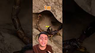 Tartaruga x Formiga!