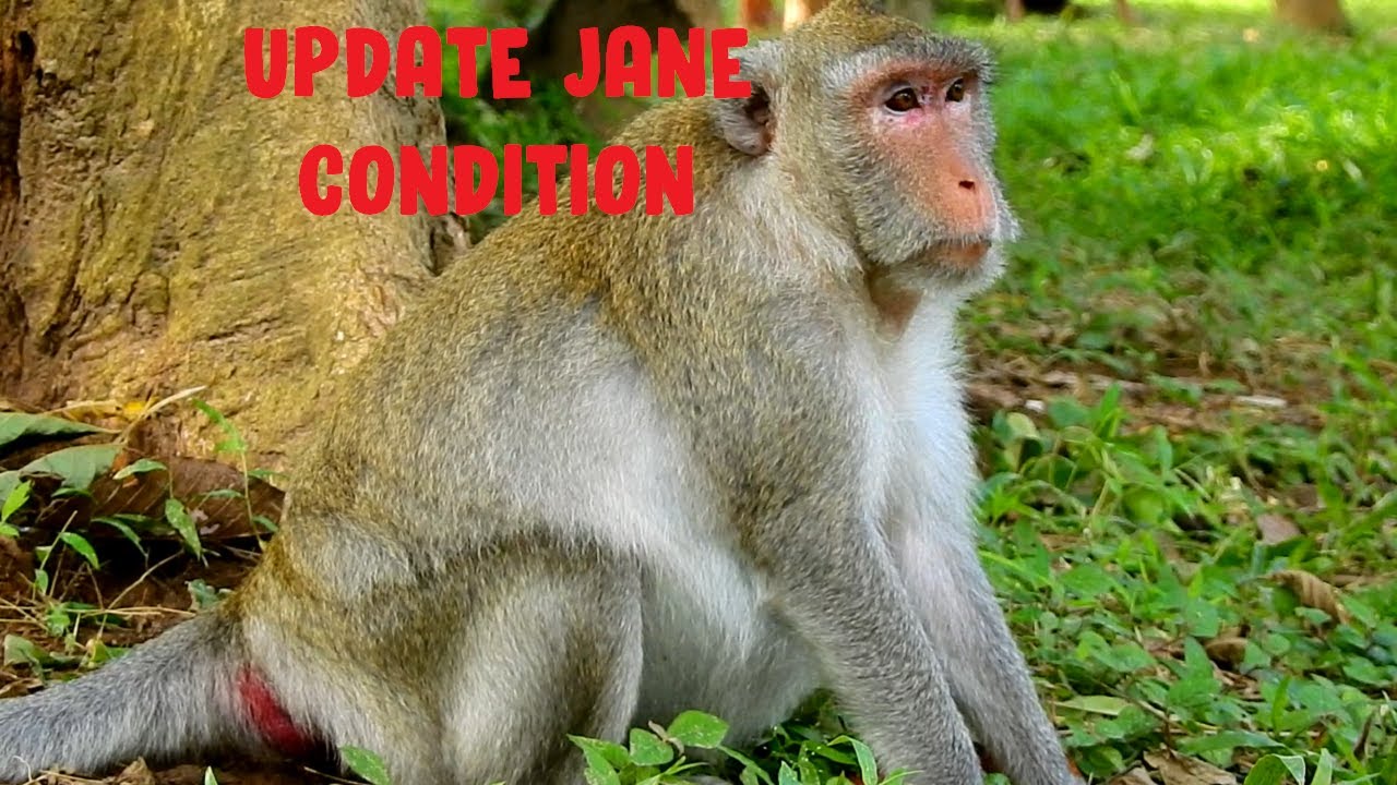 New update! Jane condition, We estimate pregnant Jane will give birth in this month