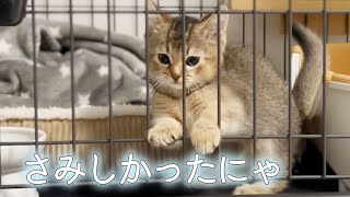 寂しくて夜泣きしちゃった子猫にちゅるあげてみた【マンチカン】そらの成長記録