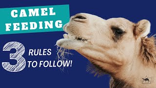 What Should Camels Eat? 3 Camel Feeding Rules To Follow For Domesticated Camels