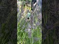 Beauty Of Nature - Wild Flowers In Germany 🇩🇪 #Shorts