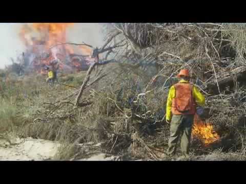 u.s. virgin islands Working For Plovers (captioned)