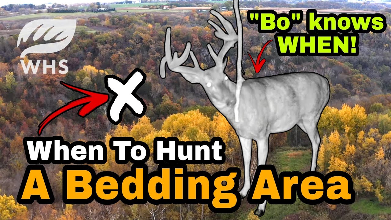 Best Time To Hunt A Buck Bedding Area YouTube