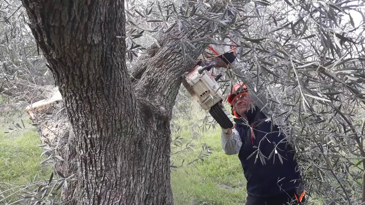 PODA OLIVO JAÉN ALCAUDETE VÍDEO 13