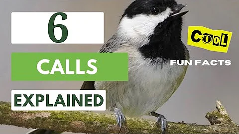 6 Calls And Songs Explained  || Carolina Chickadee 🐦🎼