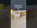 send this to your friends #shorts #cat #funny