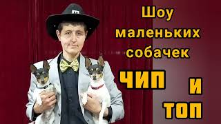 Шоу маленьких собачек "Чипитопия"/The little dog show "Chipitopia"