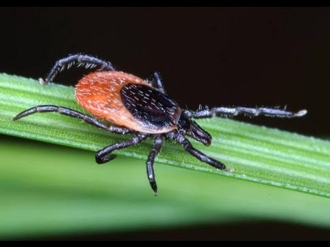 Lyme Disease "Is it safe to walk in the park?" - Professor Patricia Nuttal thumbnail