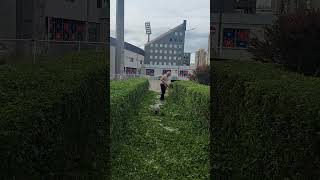 Šišanje žive ograde Niš I okolina 0611149327