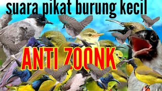 tak butuh waktu lama pasti kumpul burcil || suara pikat burcil paling banyak di cari pemikat