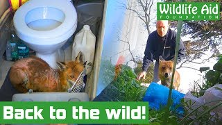 Mangey fox makes a remarkable recovery!