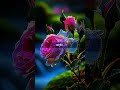#ইসলামিক_ভিডিও #islamicvideo