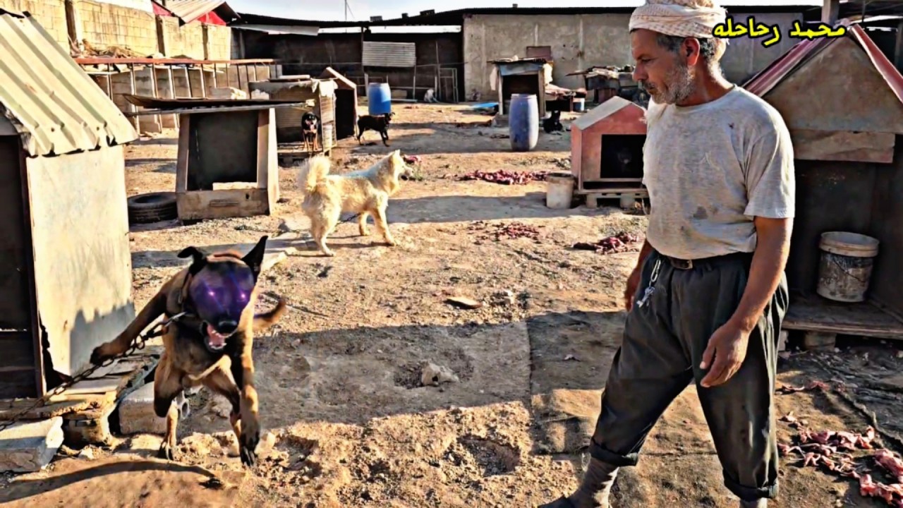 زياره مفاجأه لابو احمد في المزرعه