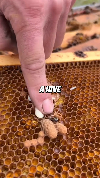 Why Beekeepers Break Up Bee Fights