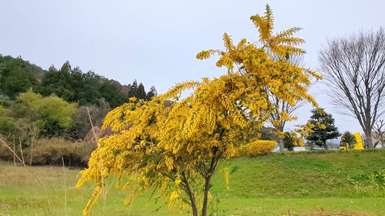Mimosa ミモザ】 岐阜県海津市 2025年4月1日（火） - YouTube