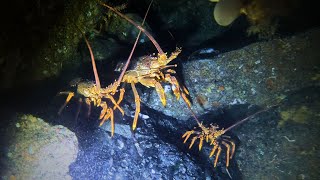 Fiordland Crayfish (lobster) Diving | Milford and Doubtful Sound highlights