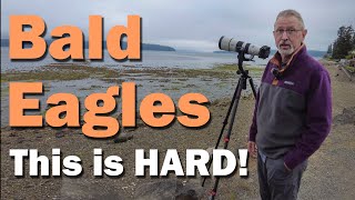 Bald Eagles |  600mm Bird Photography. This is HARD!
