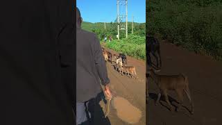 HOW MUCH A GOAT COST TODAY AND YOU WILL BE SURPRISED #startsaving