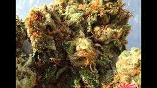 EMPEROR'S OG KUSH - From The W.E.E.D in Studio City CA - Hash Weed Marijuana - TheRealCandyMan