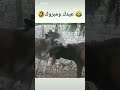 عيدكم مبارك