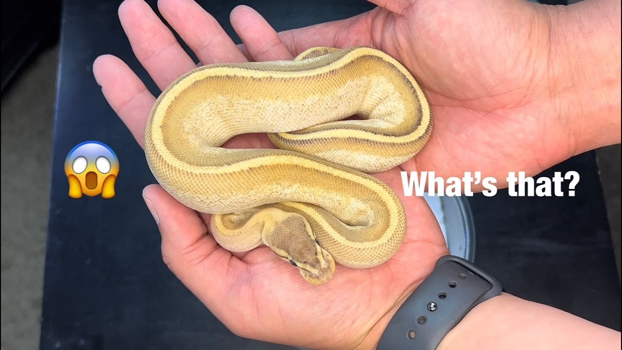 Unboxing a Ball Python from Chimera! - YouTube
