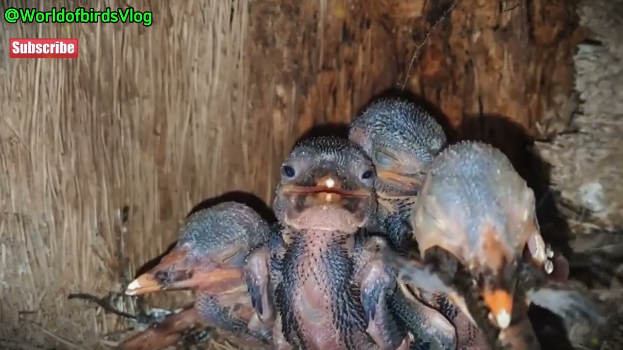 "Inside the Kingfisher’s Nest – Secrets No One Expected!" l Day 7