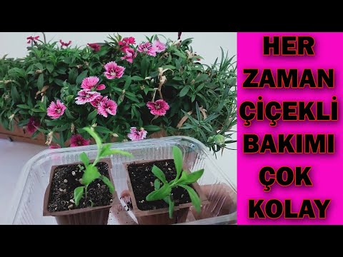 Video: Karanfil Tohumu Ekme - Karanfil Çiçekleri Nasıl Yetiştirilir