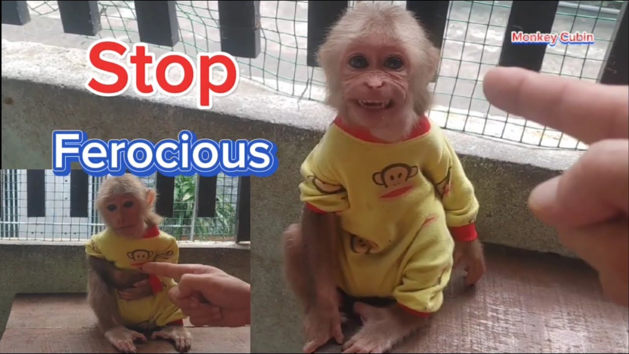 You Won’t Believe How Greedy and Mean Cubin the Monkey Treats the Cat in This Chaotic Breakfast!