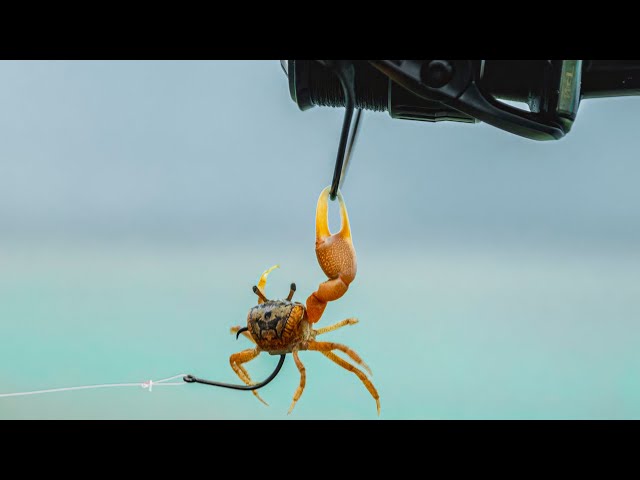 Fishing with Live Fiddler Crabs on a Gloomy Day 