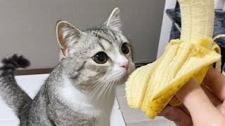 This is what happened when I peeled a banana in front of a hungry cat... w