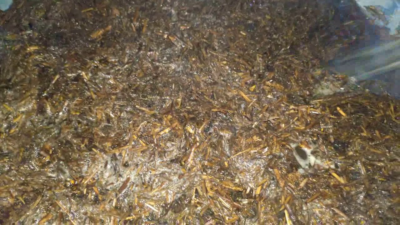 🔥Sterilizing Wheat Straw: Sneak into Closet🍄Mushroom Farming which is Zero Budget &👌🏼Footprint