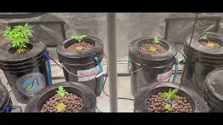 Budget DWC Marshydro TS3000  grow