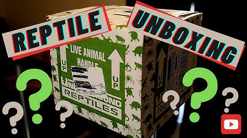 New Snake Unboxing: Enclosure Setup + Channel Update (2020)