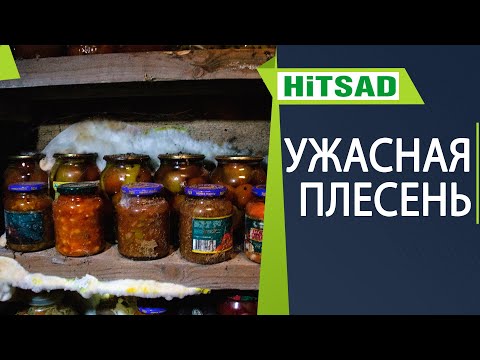 У вас больше НИКОГДА не будет плесени в погребе ✔️ Борьба с плесенью в погребе