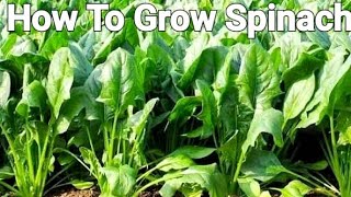 How to grow spinach at home | growing spinach from seed to harvest