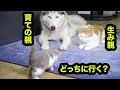 もしも子猫の前に生みの親と育ての親がいたら、どっちに向いて行くのか?