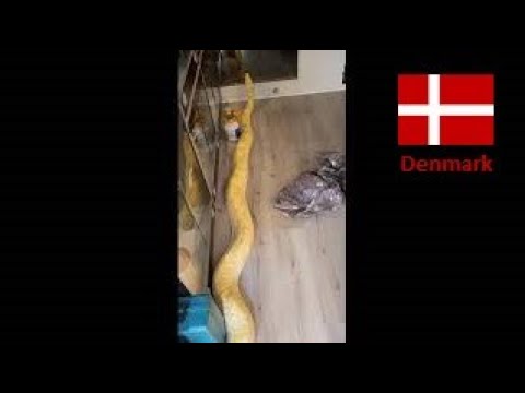 Cleaning 🧹 in the big python 🐍 cage