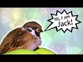 Ручной воробей - домашнее животное / A tame sparrow is a pet